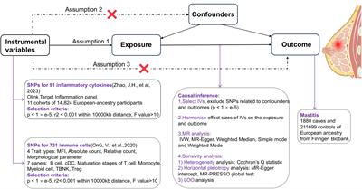 Mendelian randomization suggests causal correlations between inflammatory cytokines and immune cells with mastitis